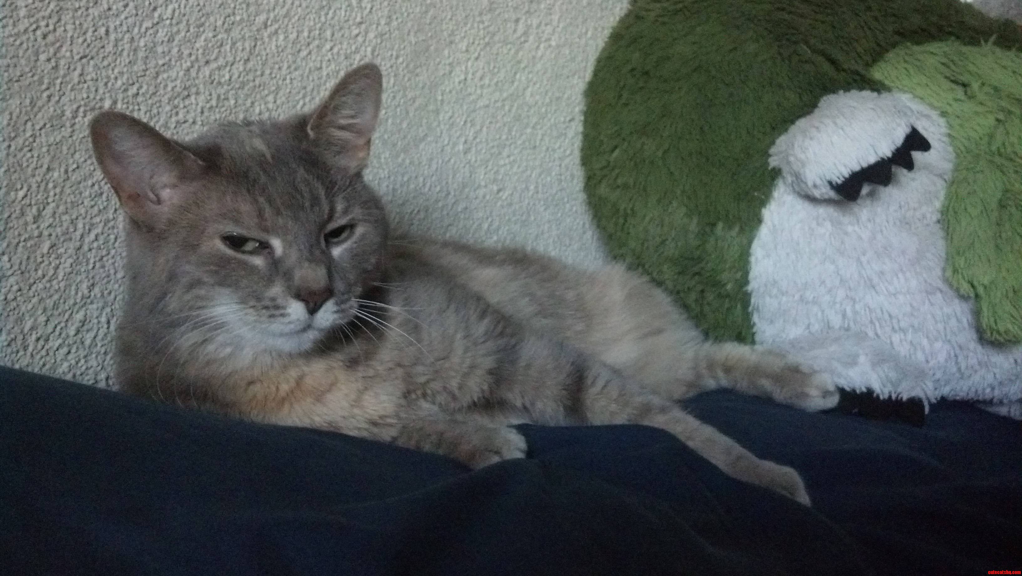 Well Good Morning Stranger  You Fell Asleep on My Pillow.