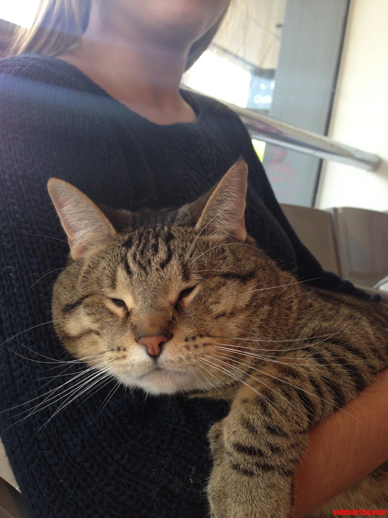 Went to the Vet Today with My Girlfriend and This Cat with No Eyes Crawled Up on Her Lap and Made Himself at Home. Legend