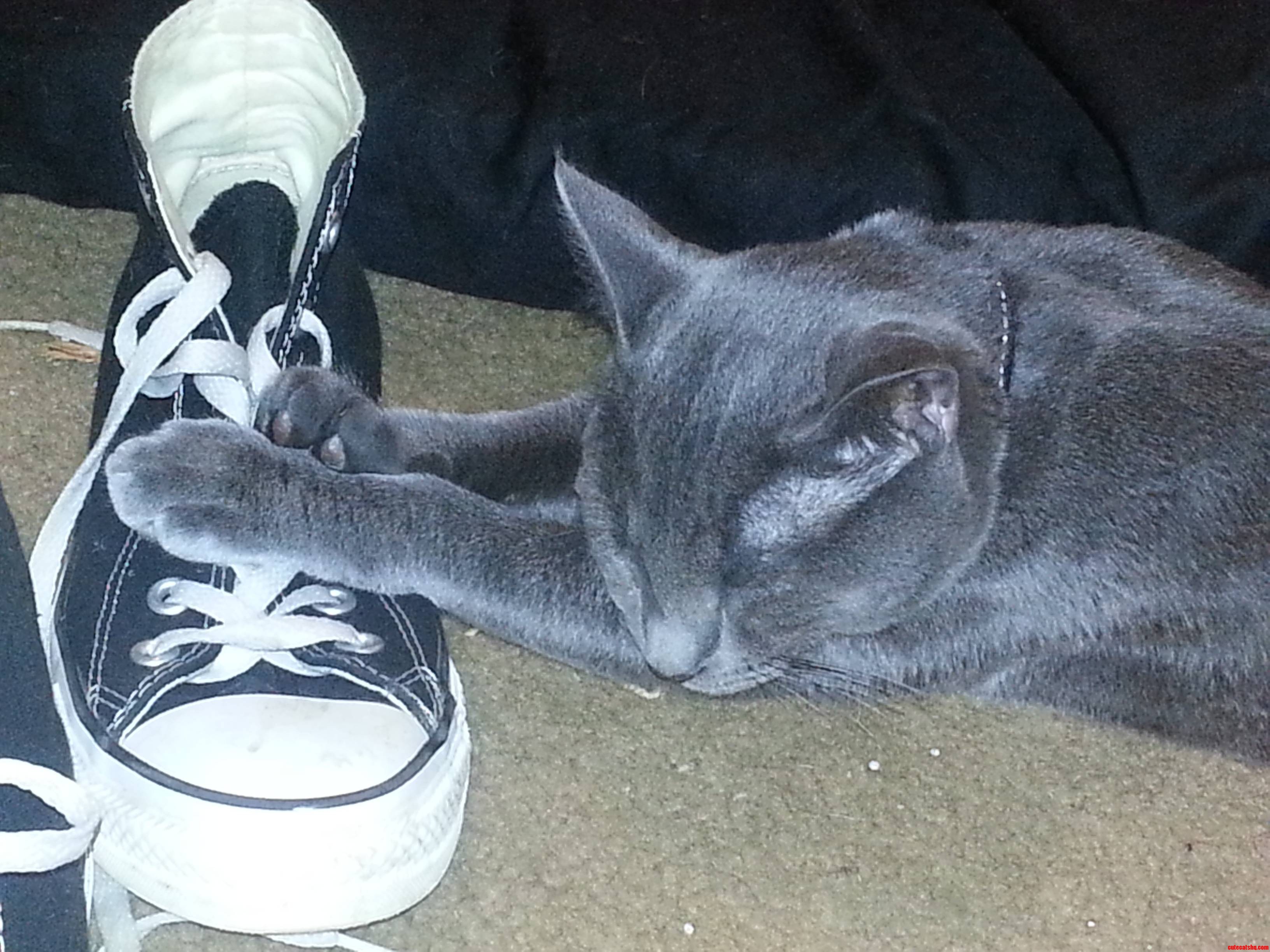 What Do You Mean They Dont Make Kicks for Kitties