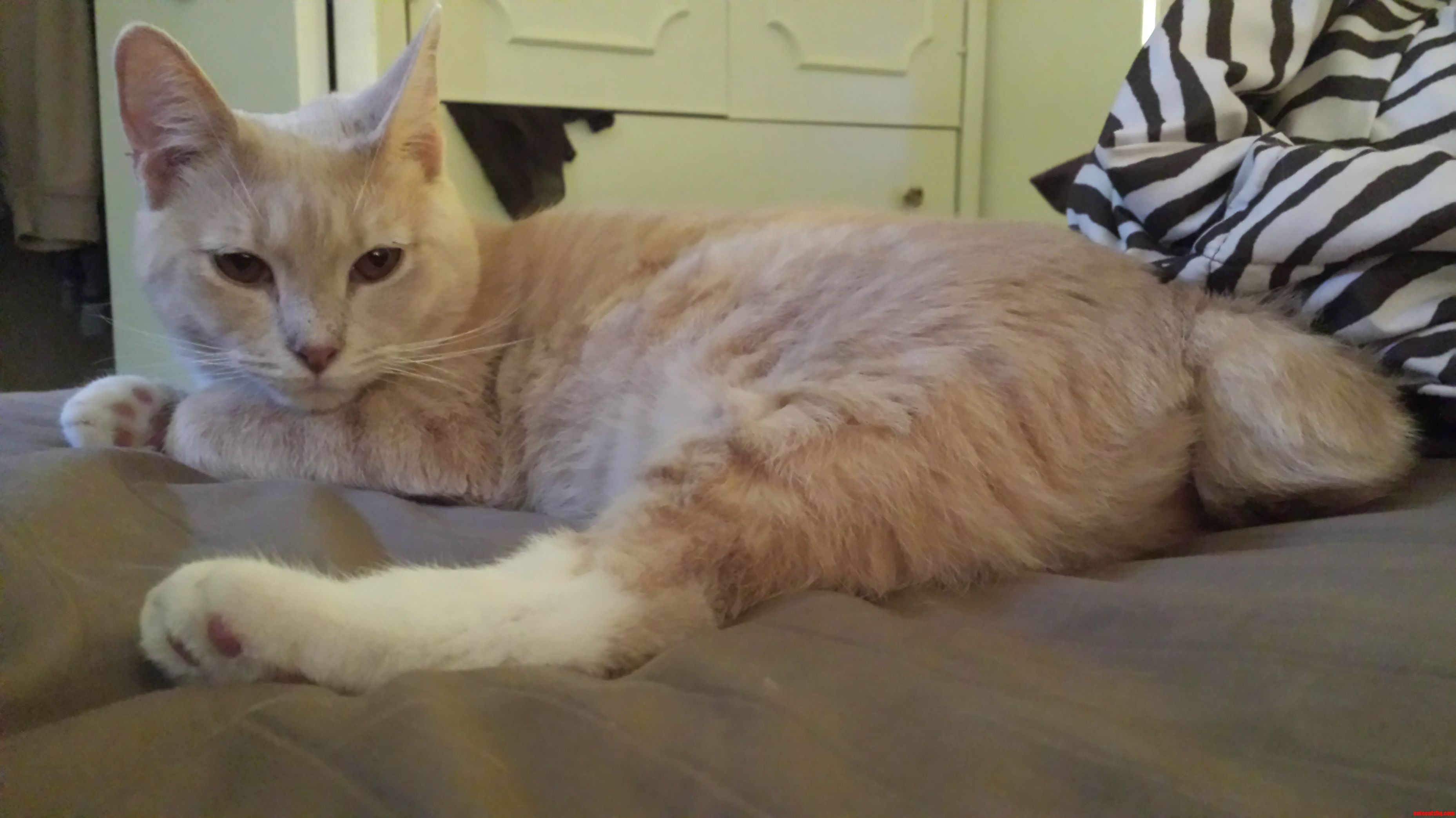 What She Lacks in Tail  She Makes Up in Personality.