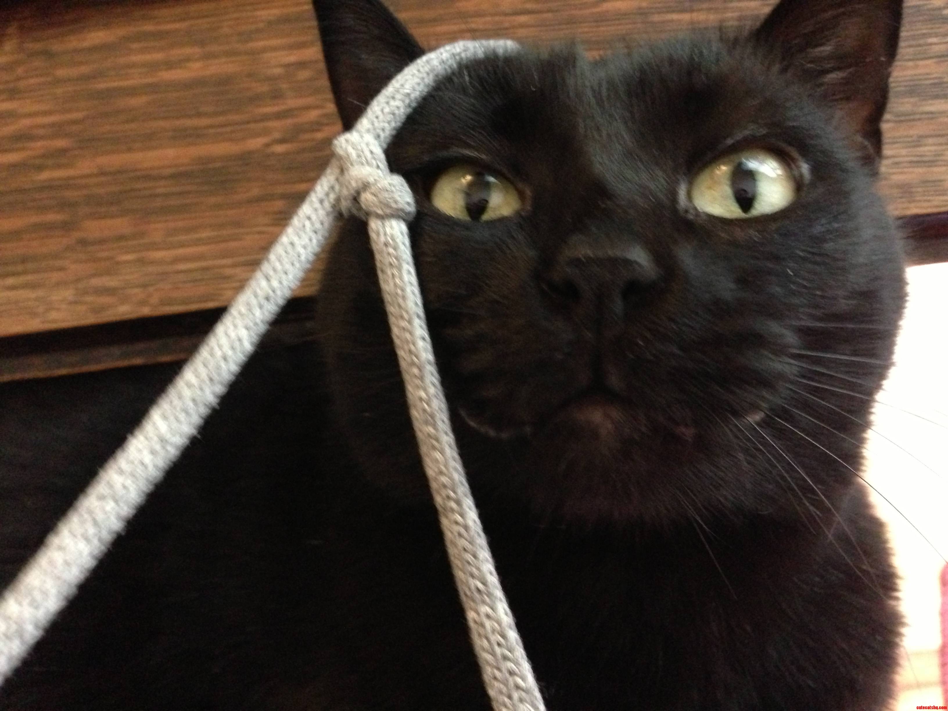When I Work from Home in a Hoodie with Delicious Pull Strings  My Cat Smiles