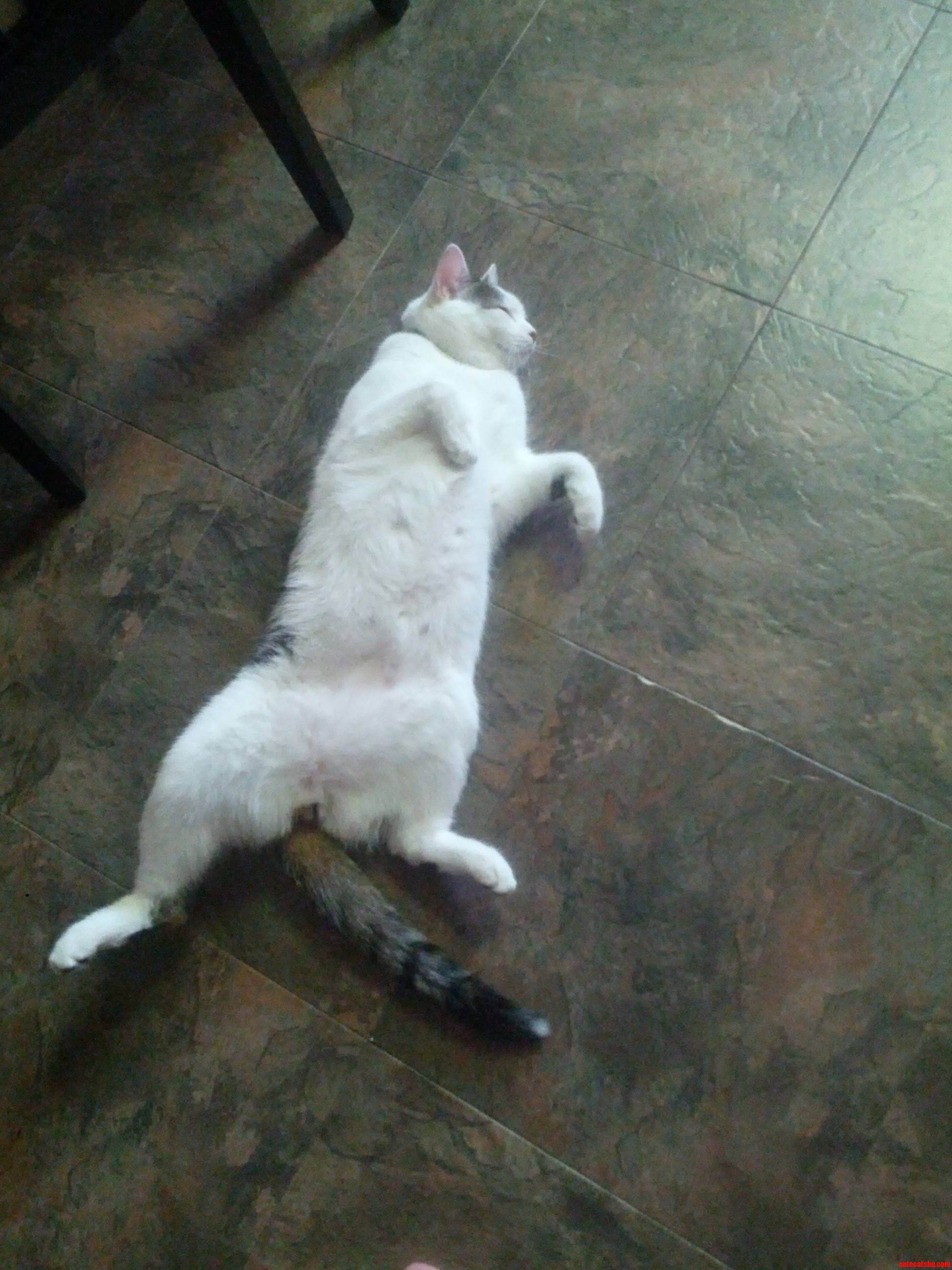 When Its Hot Out My Brothers Cat Airs Out What Is Left of His Twig and Berries.