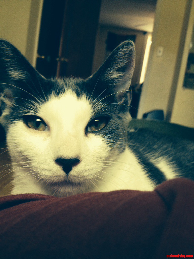 When They Just Sit There Purring Madly  Staring at Their Human...