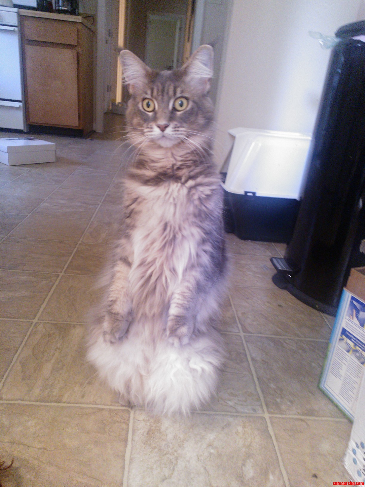 When Tickles Hears Something Interesting  She Meerkats.