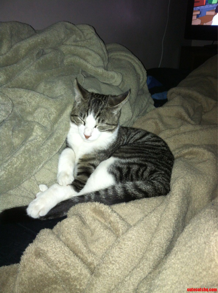 When You Try to Sleep but Dont Want to Move Because You Dont Want to Wake Your Cat
