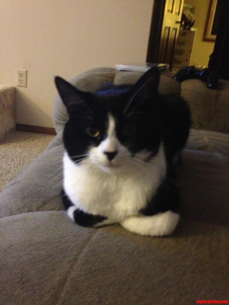 When Zoey Wants Food She Now Sits on the Couch Like This Next to Me Waiting Patiently for Her Food