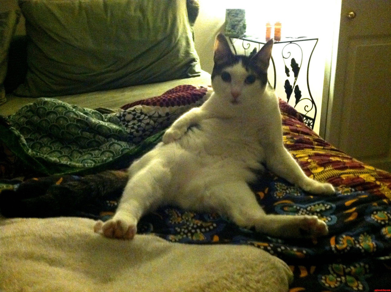 Who Needs a Boyfriend When You Ve Got This Every Night Cat Lady Forever