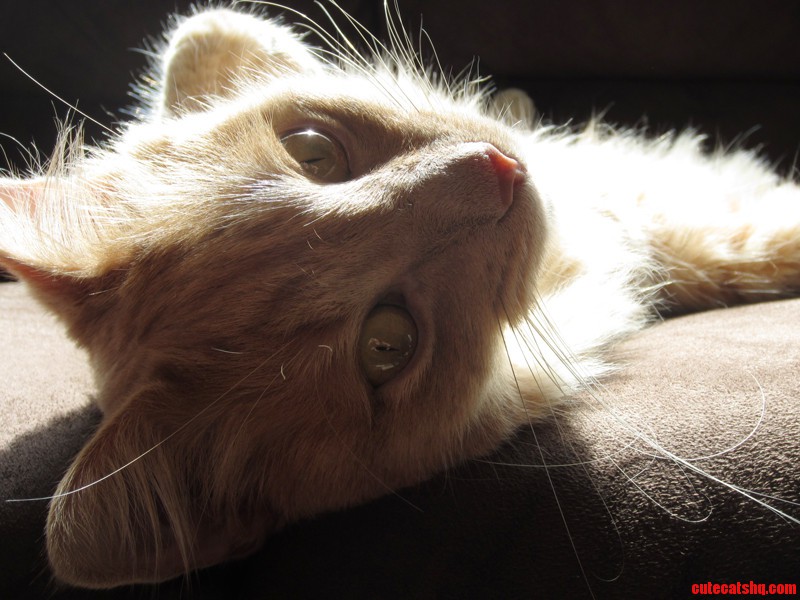 Why Do We Crazy Cat People Almost Always Have a Mcsomething Nickname for Our Cats