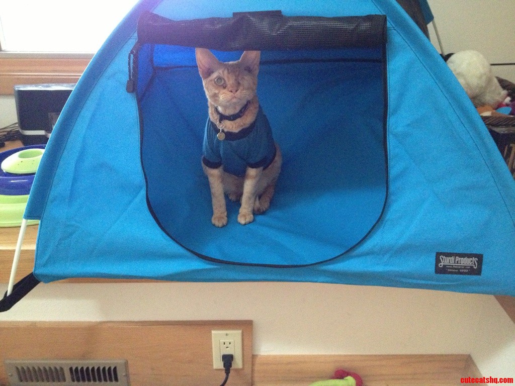Willy Doesnt Know Why I Put All His Toys Up Before Cleaning