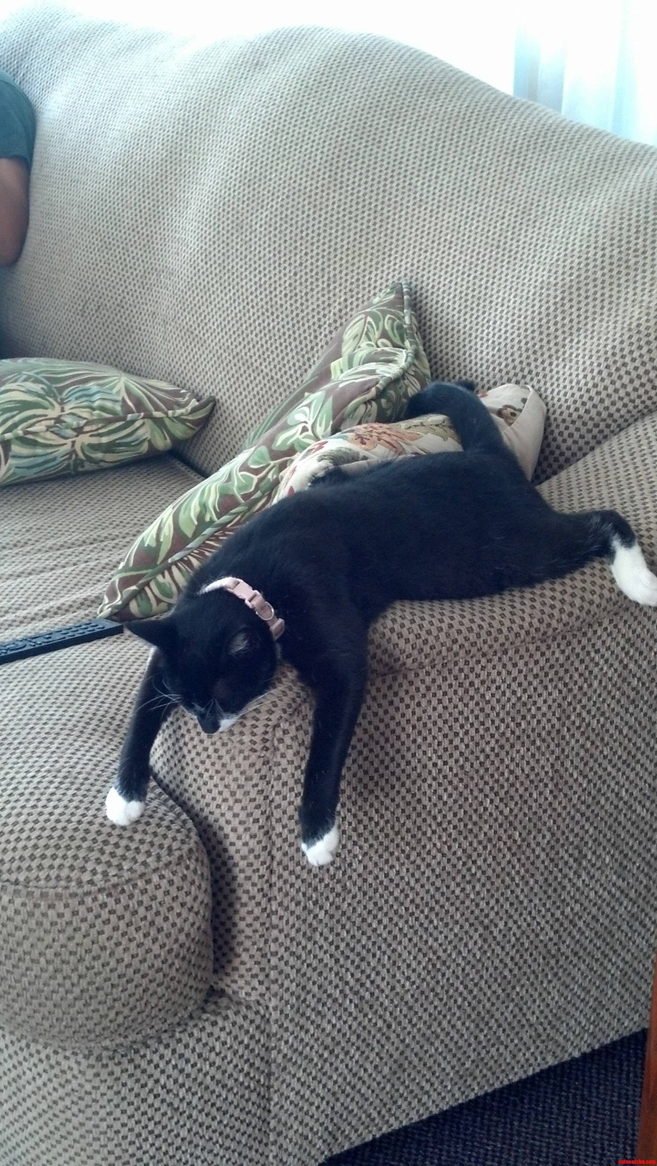 Worthless Kitteh