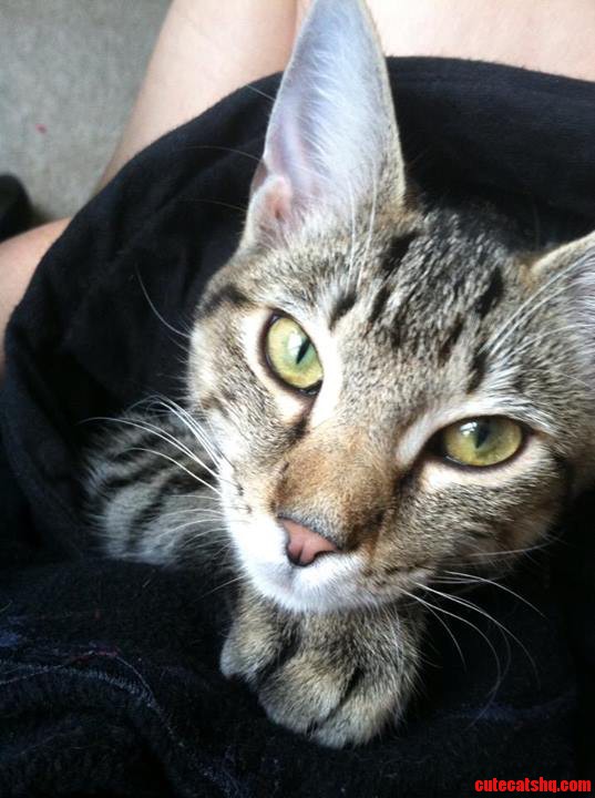 Wrapped Her Up in My Jacket and Received Cuddles. D and This Look.