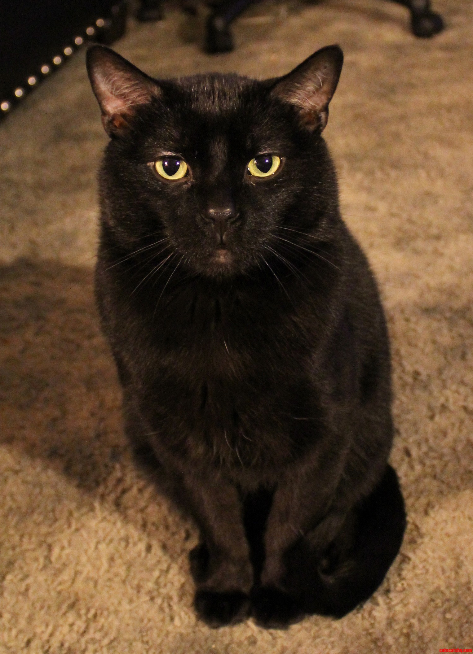 Wylde Posing