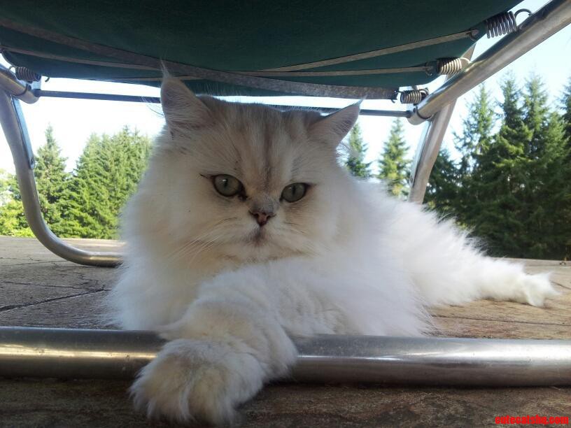 Yeah... This Cat Is Gorgeous