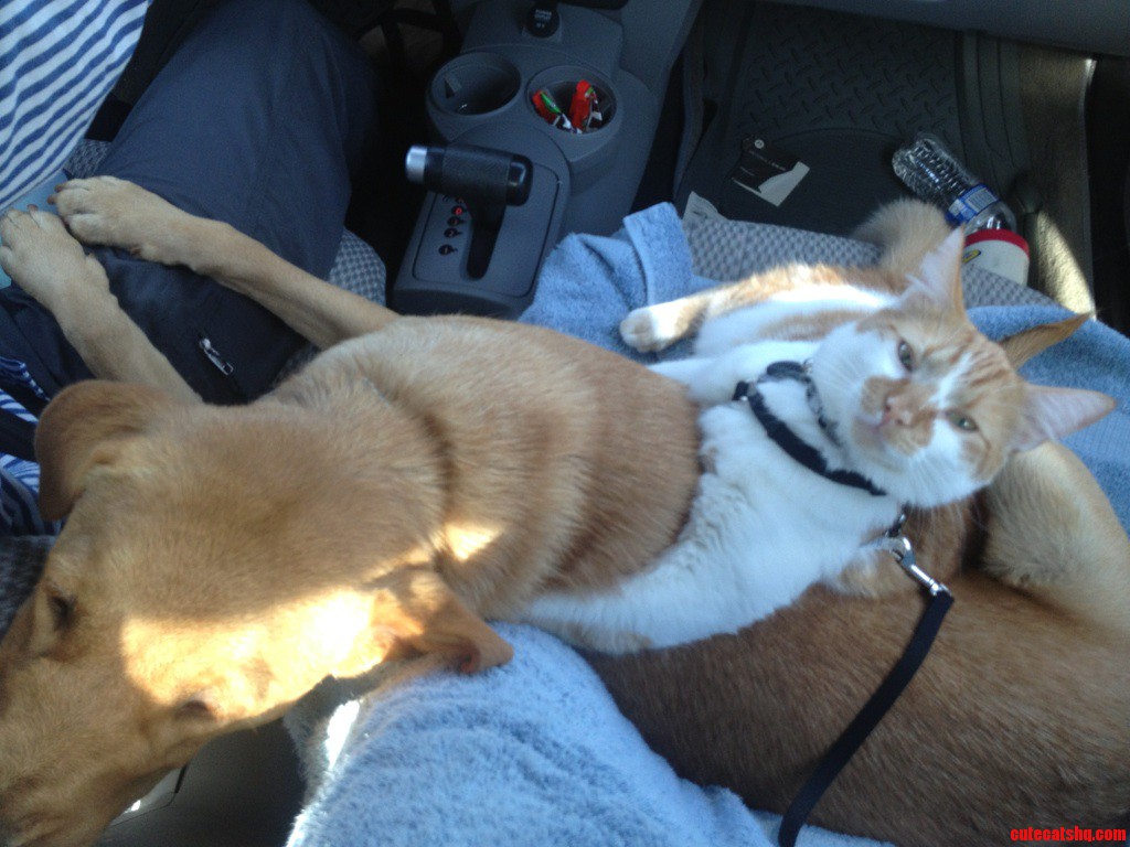 Yo Dog Whats Up