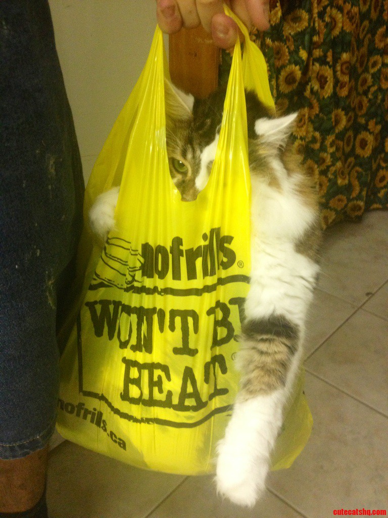 You Wouldnt Believe What I Got from the Store Today.