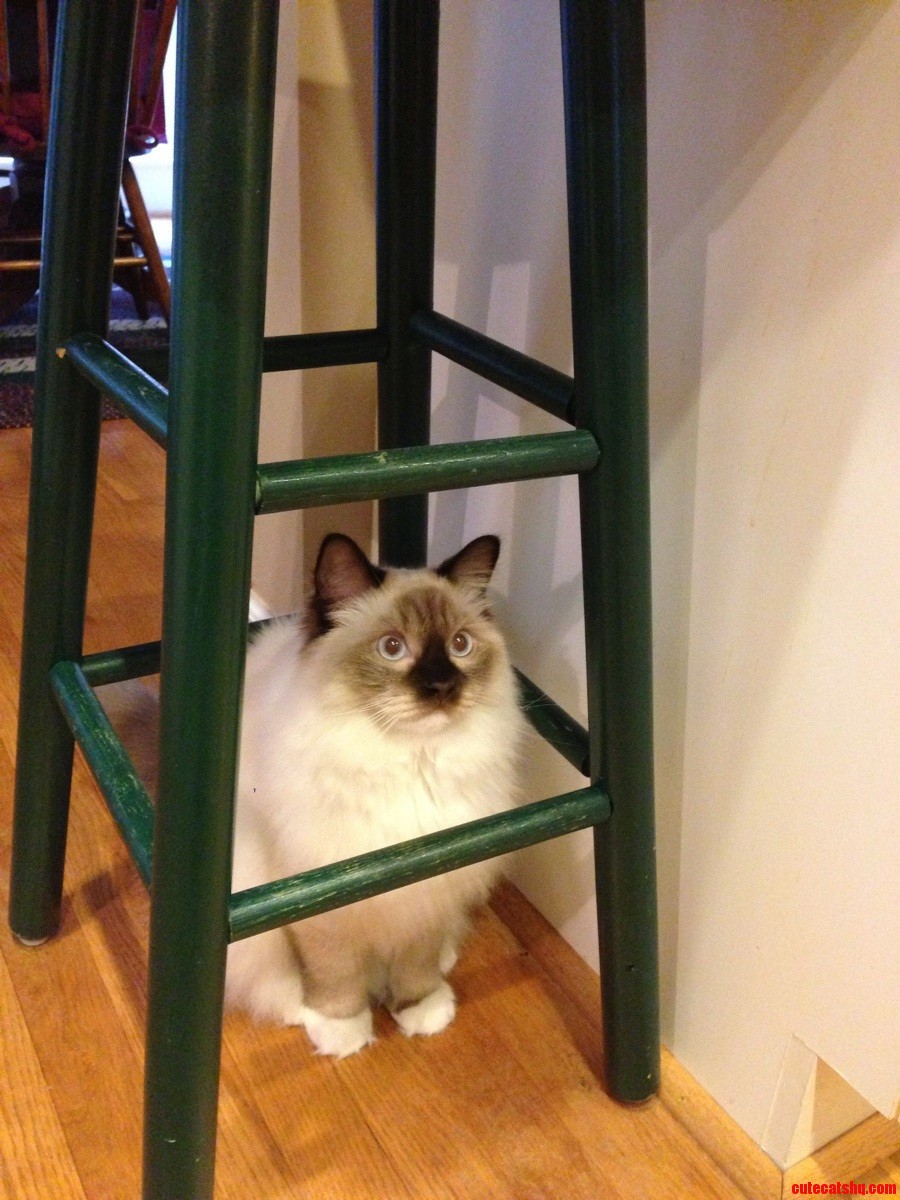 Zelda in Her Shark Cage