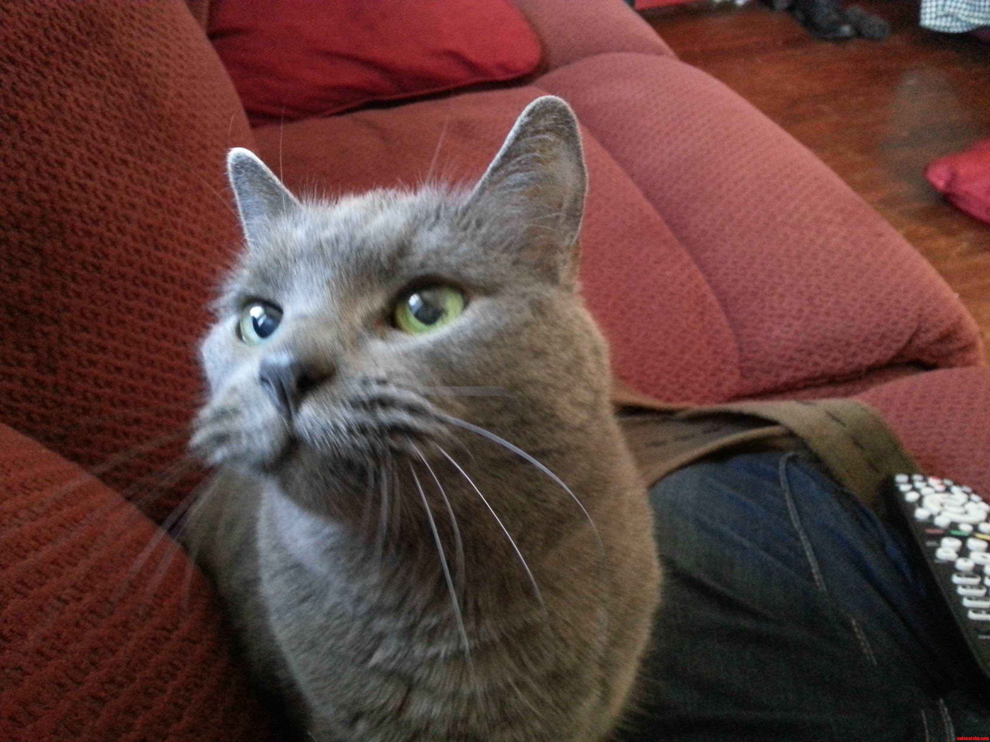 17 Yrs Old Still Moves Like a Kitten