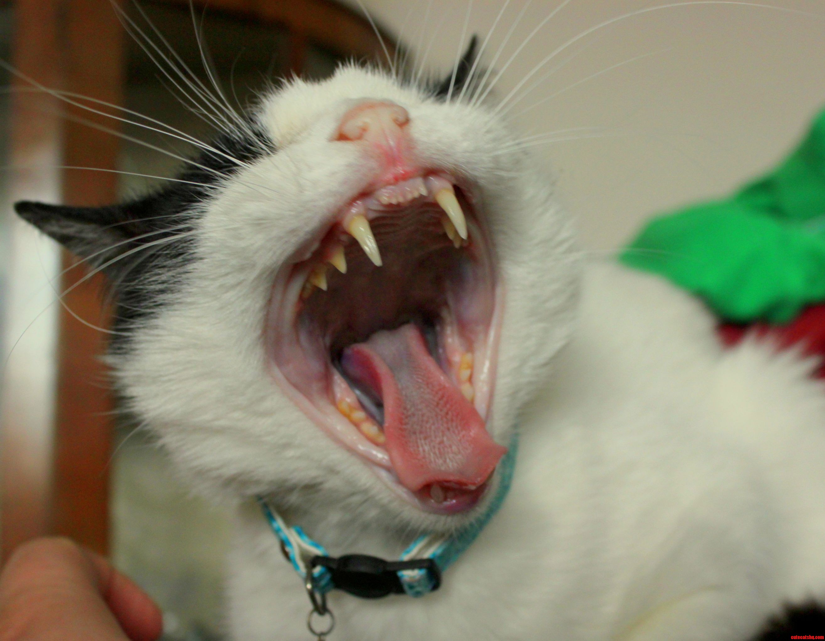 A Bit More Terrifying Than Cute. Still a Cat.
