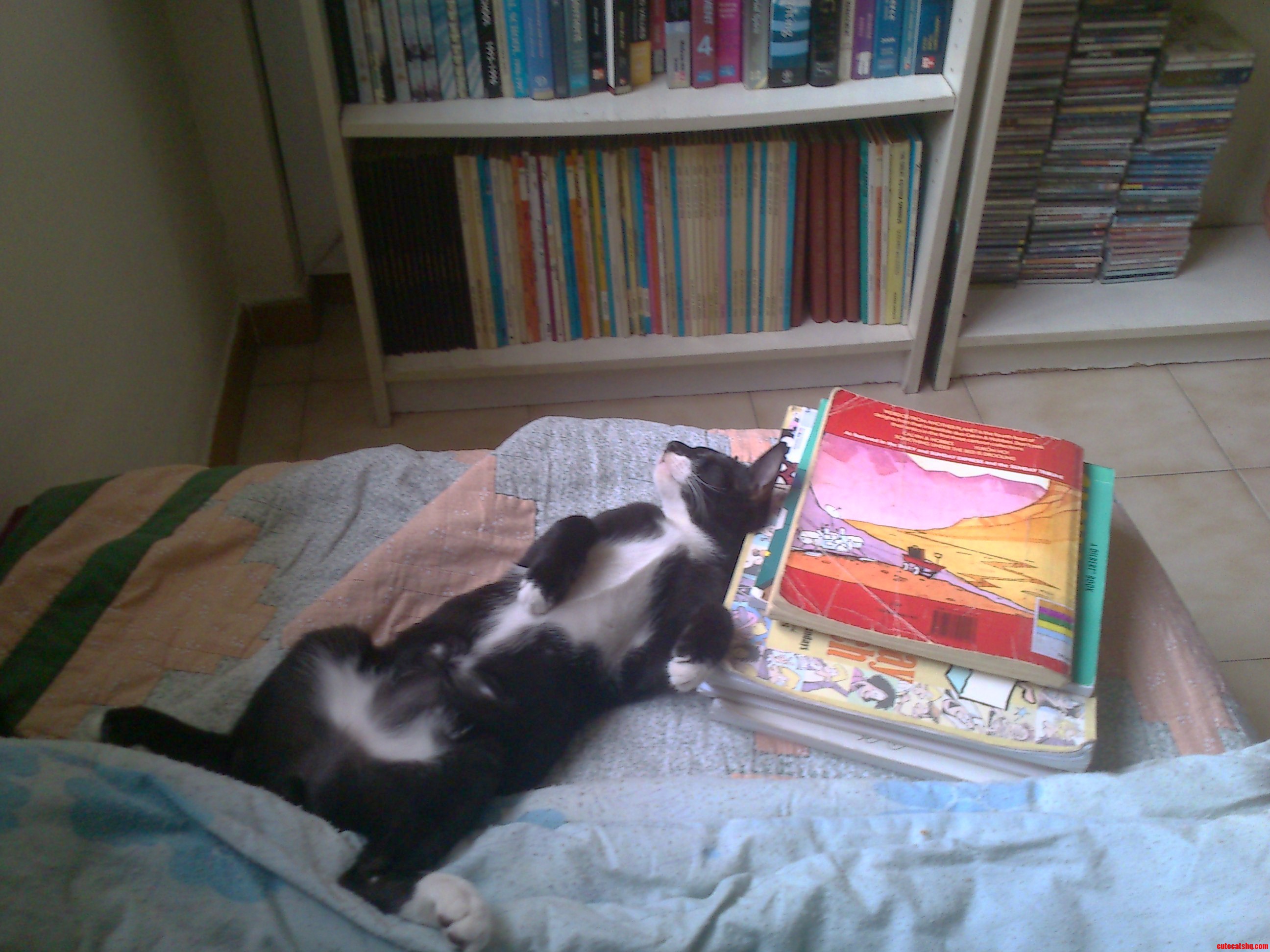 A Couple Months Ago I Adopted This Lil Dude from the Spca. This Is Him Now... at Home. Lifes Been Hard...