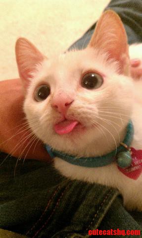 A Special Cat