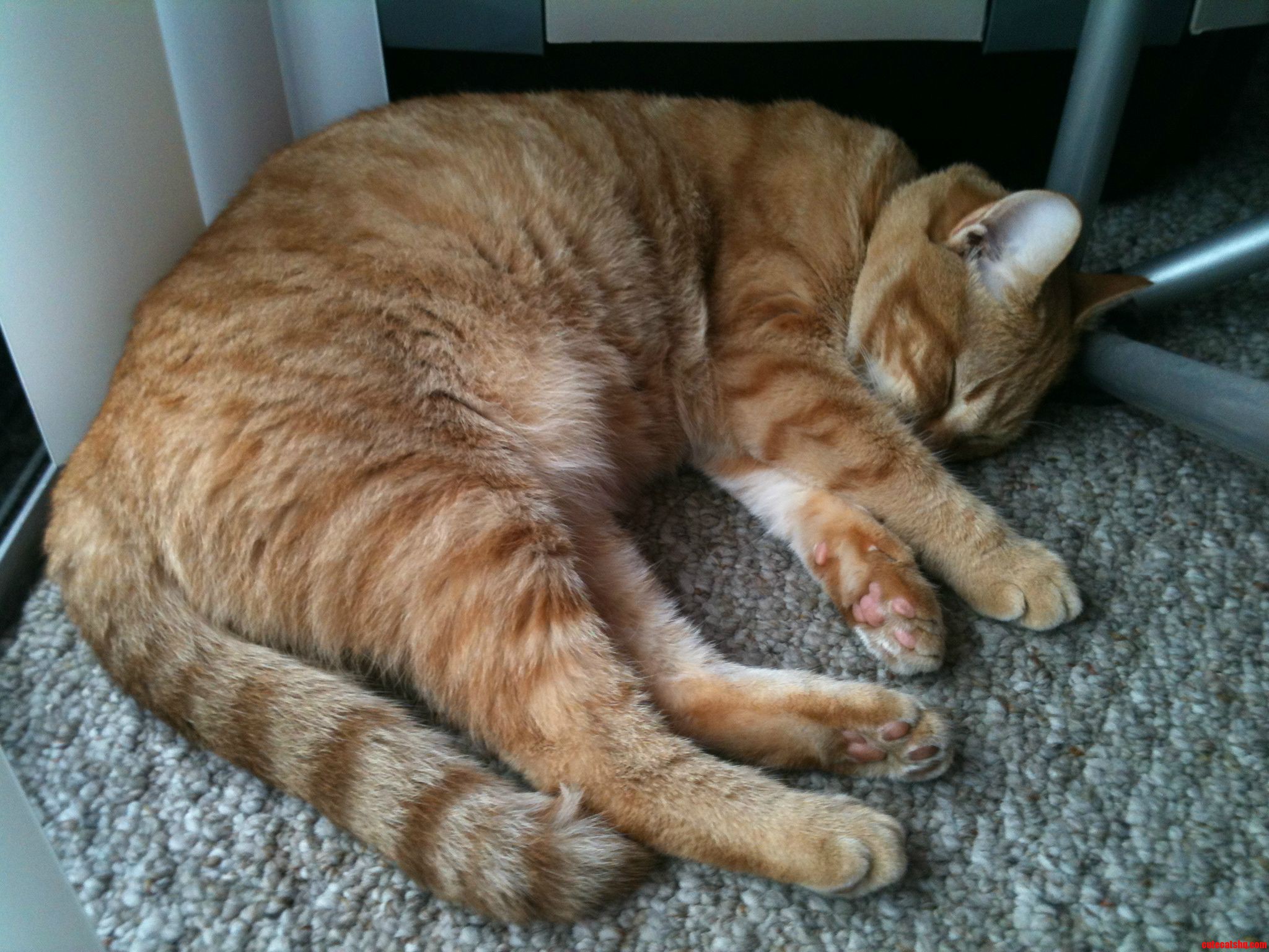 All Tuckered Out After a Long Day of Chasing Bugs and Batting at Ankles...