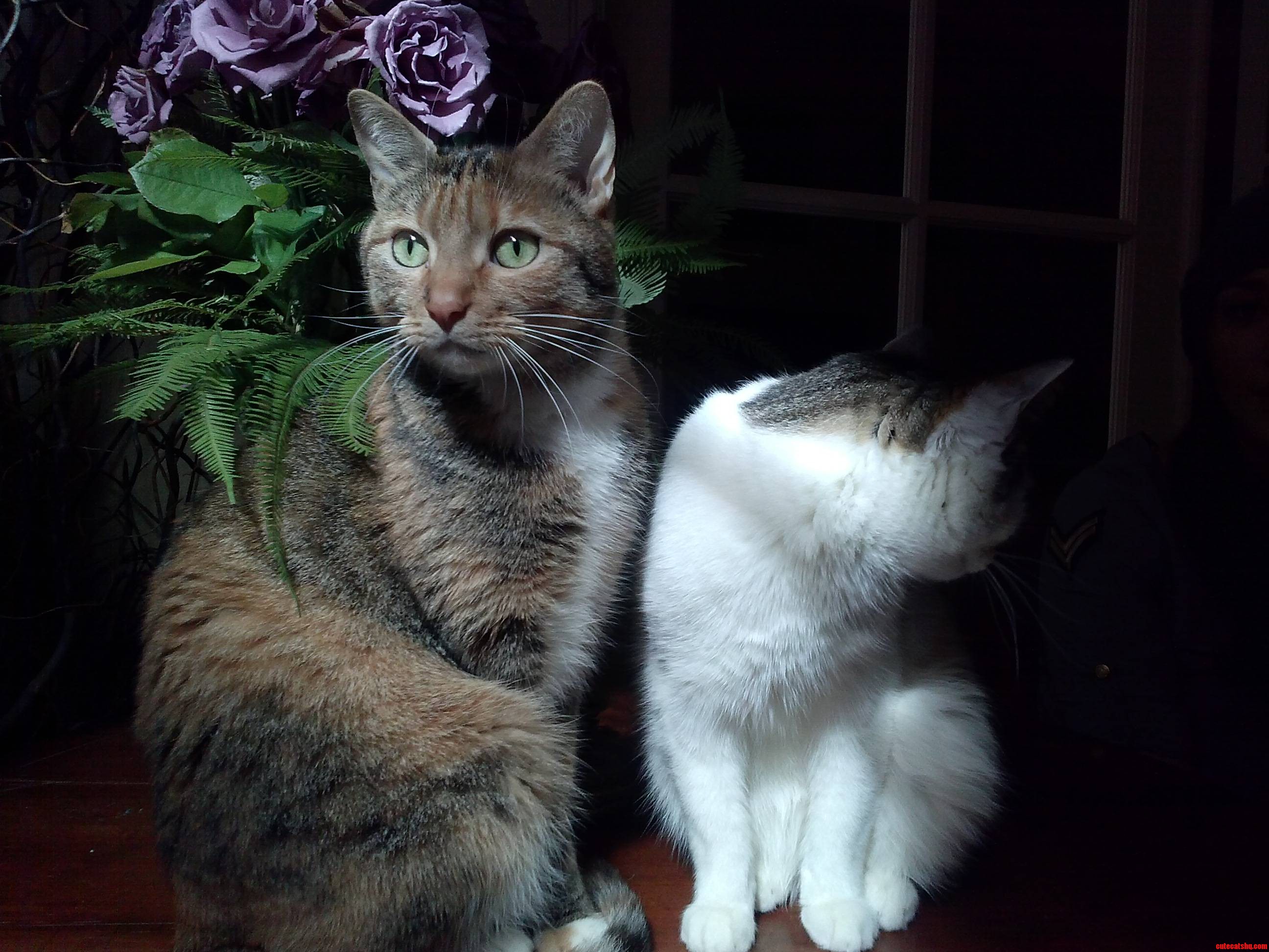 Anna the Sweetest Calico