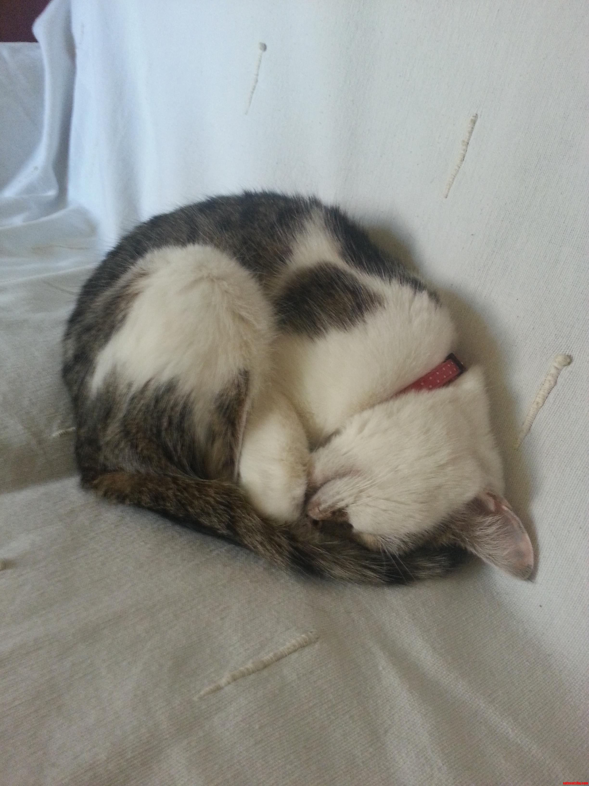Ball of Fur