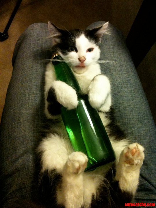 Beer Kitty