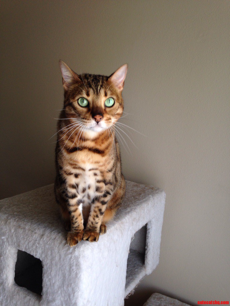 Bell the Bengal.