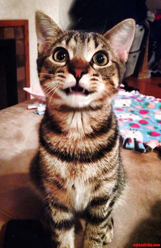 Big Kitty Smile for