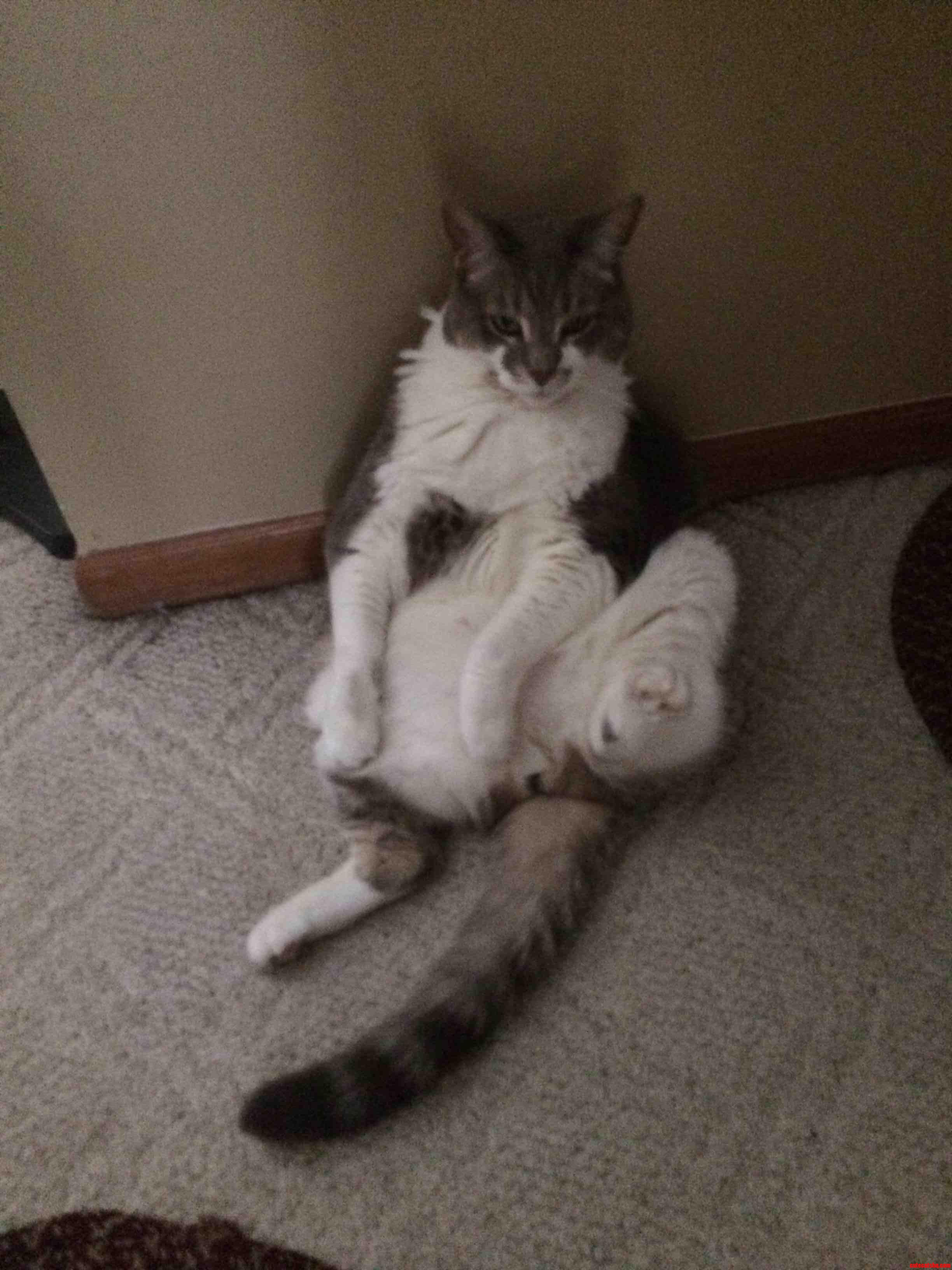 Boots - His Favorite Way to Relax.
