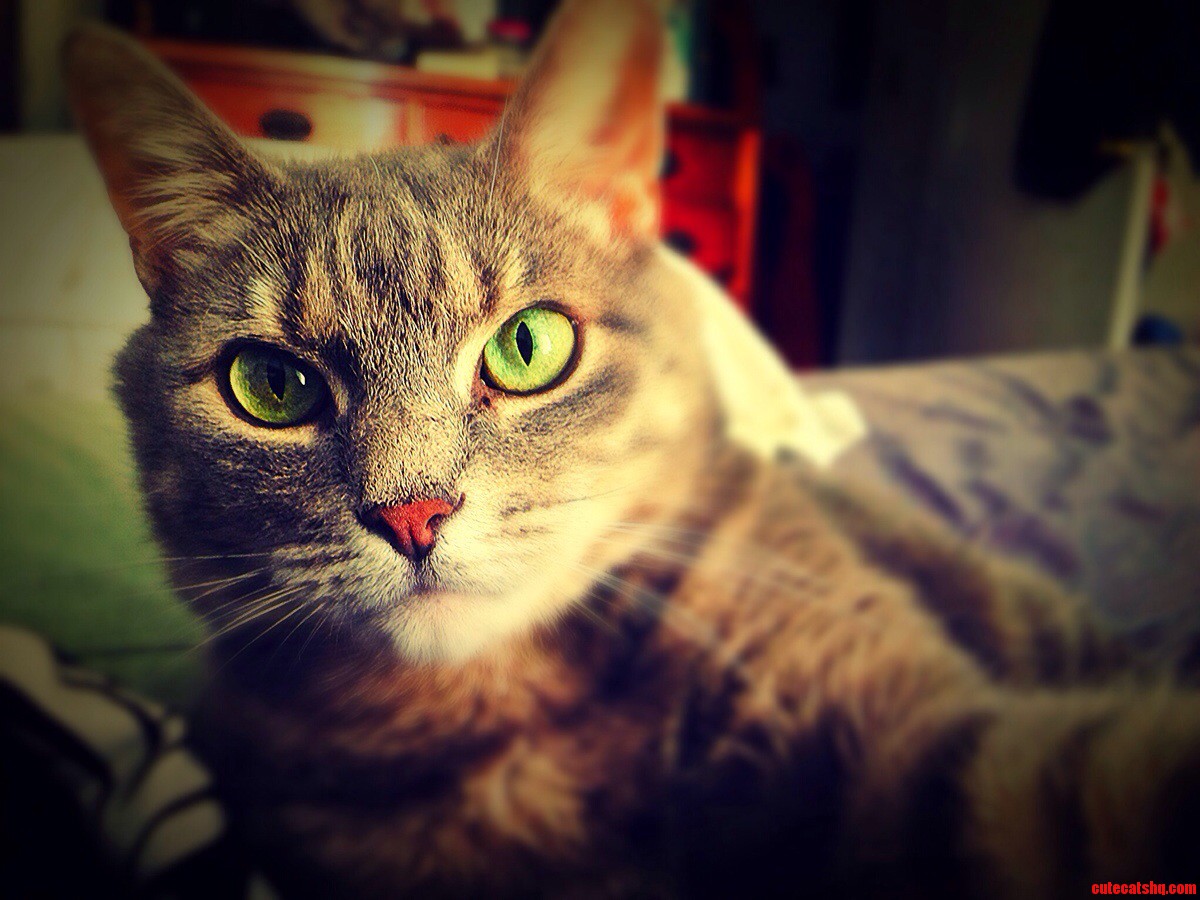 Boris Stole My Phone and Started Taking Selfies.