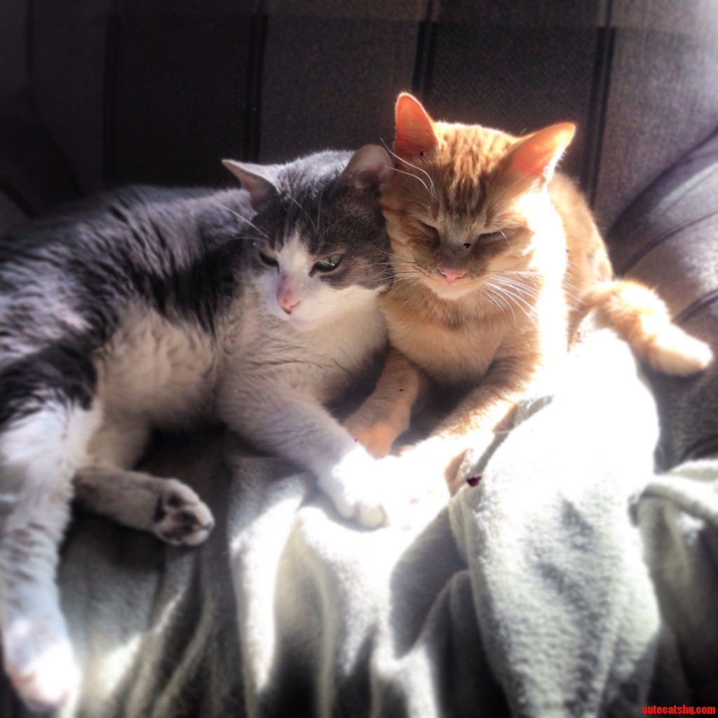 Brothers Not Lovers