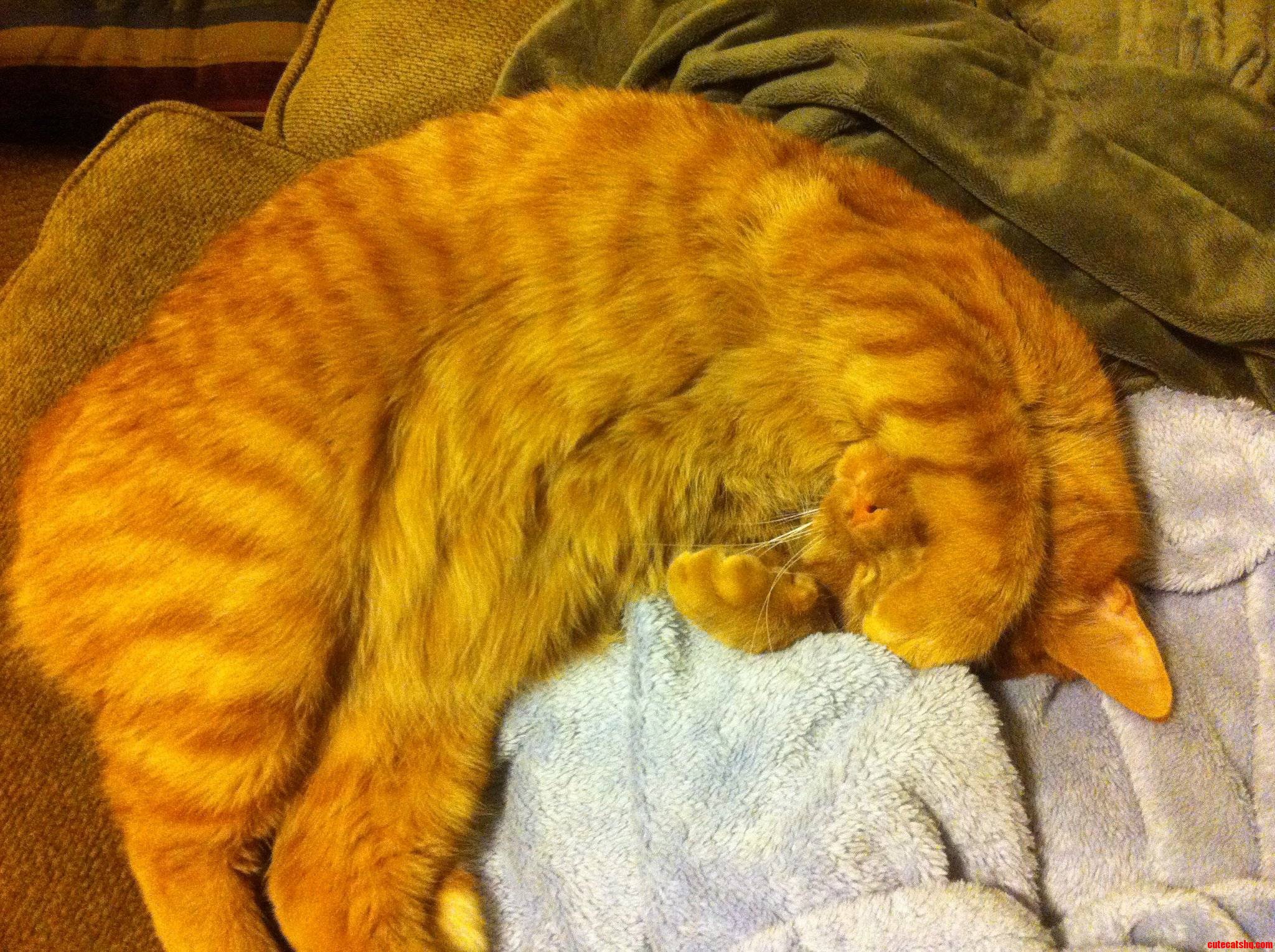 Cannot Unsee My Little Orange Boy Diego