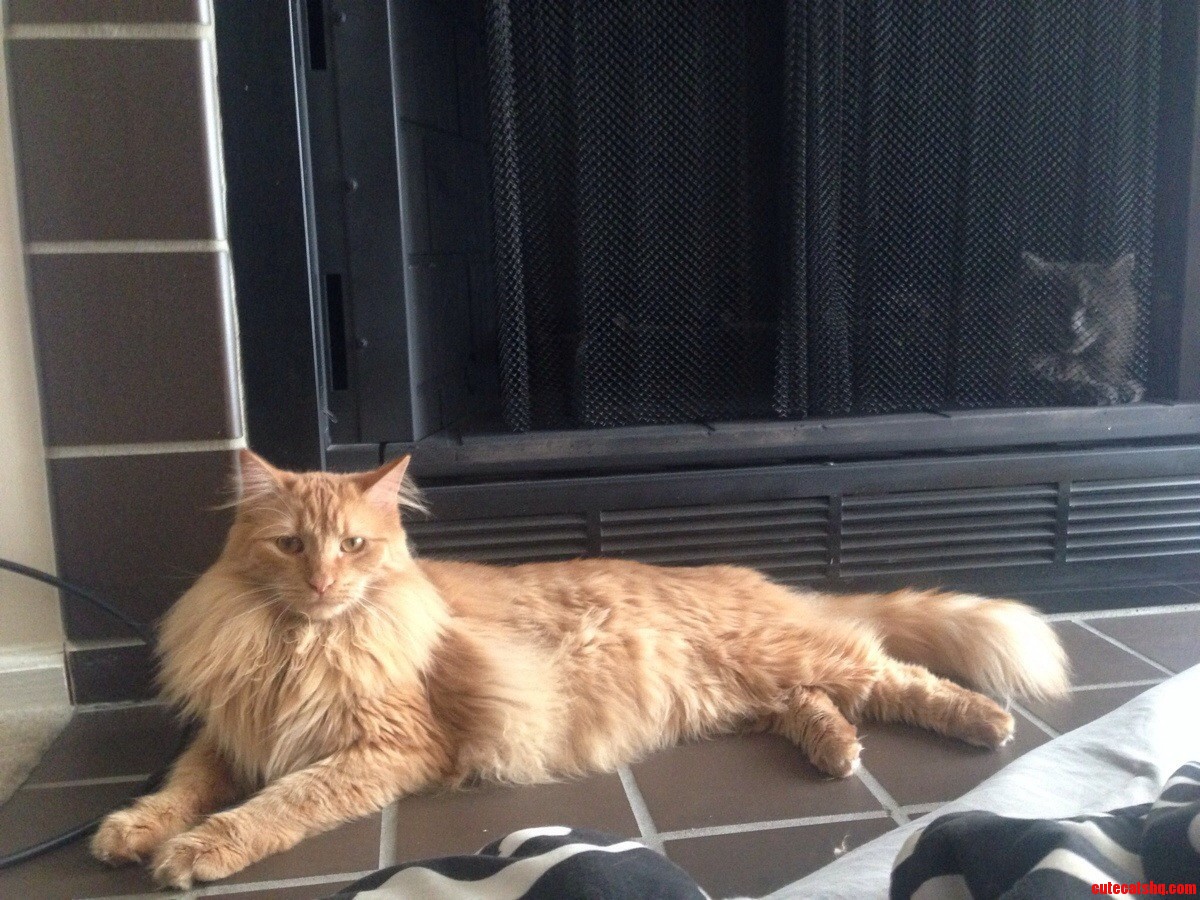 Cant Keep Wally Out of the Damn Fireplace