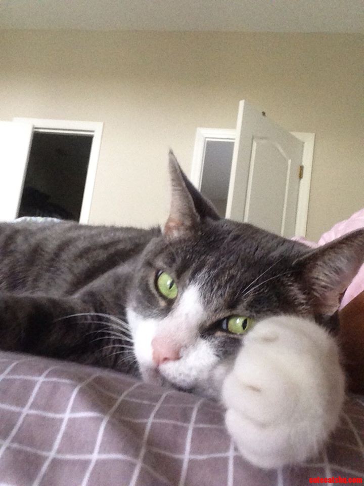 Cat Fist