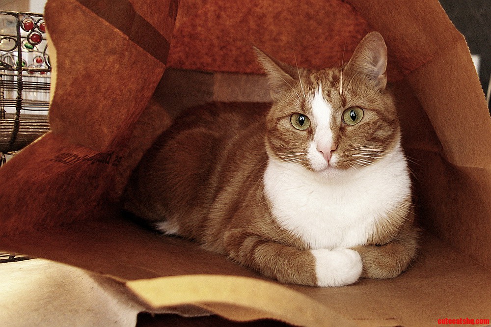 Cat in a Paper Bag.