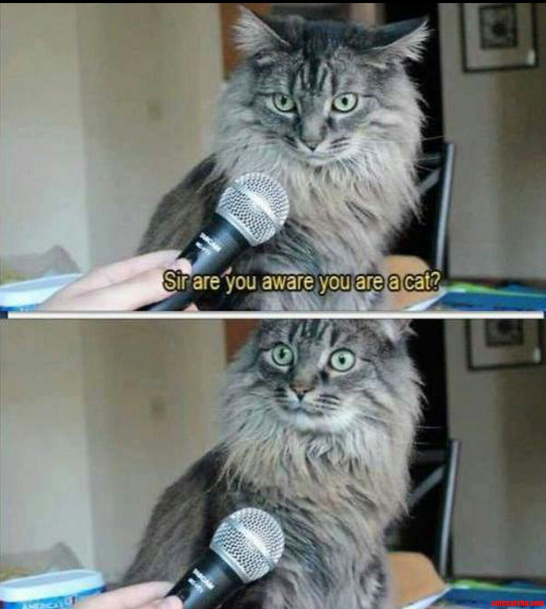 Cat Interview Gone Wrong