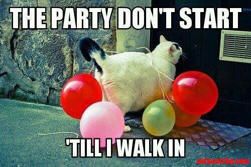 Cat Party
