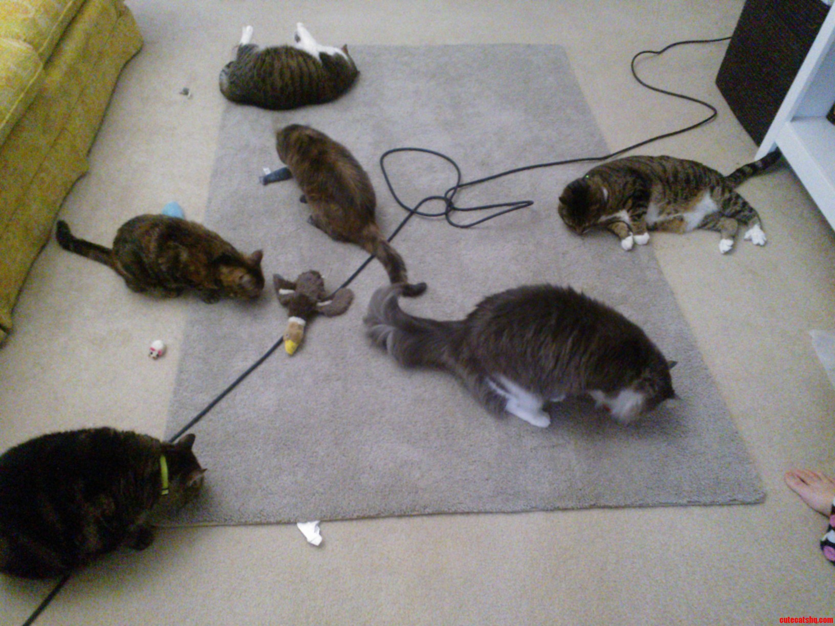 Catnip Party