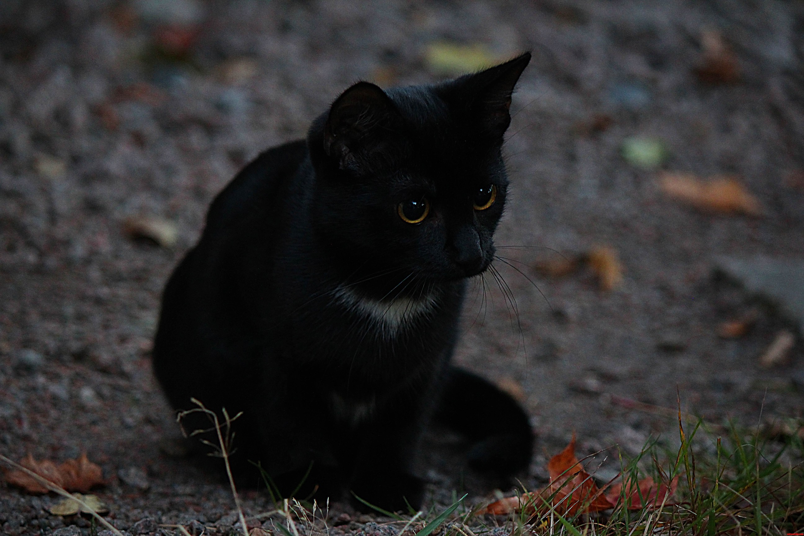 Curious Kitten in the Outdoors