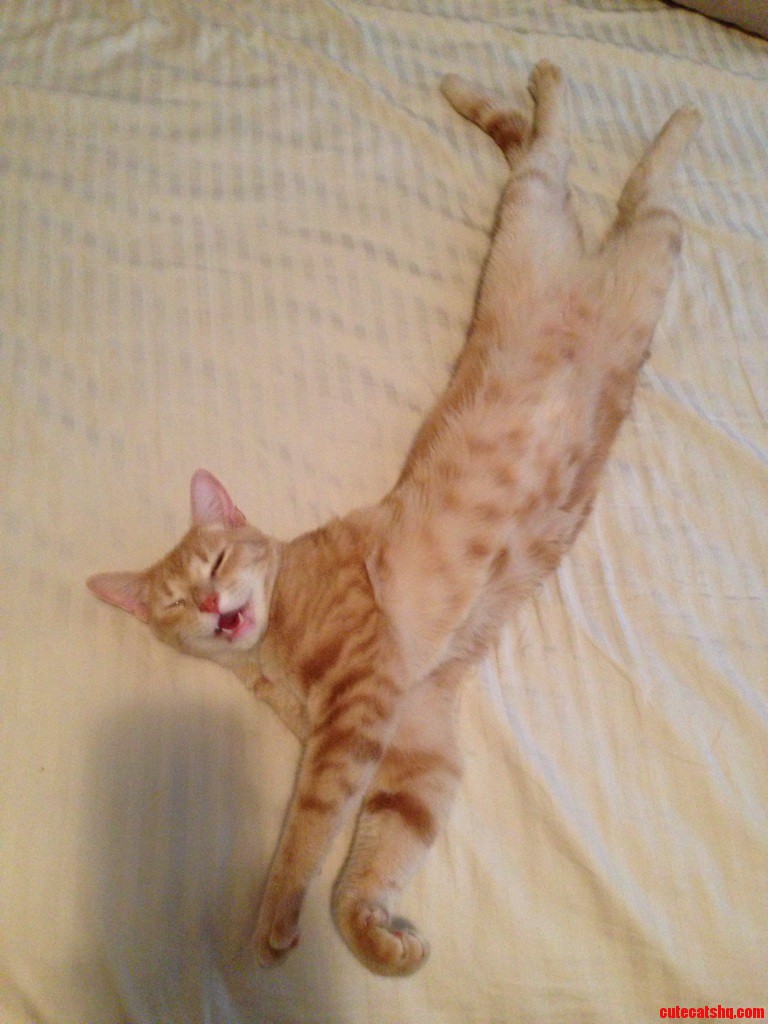 Cypress Loves to Stretch