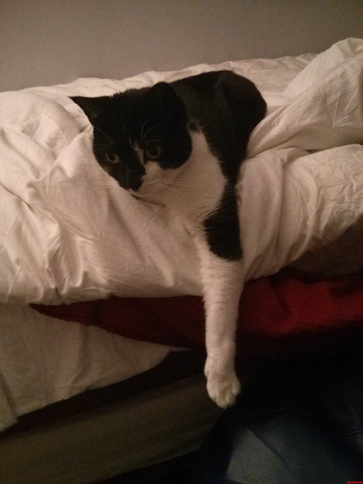 Dangly Arm