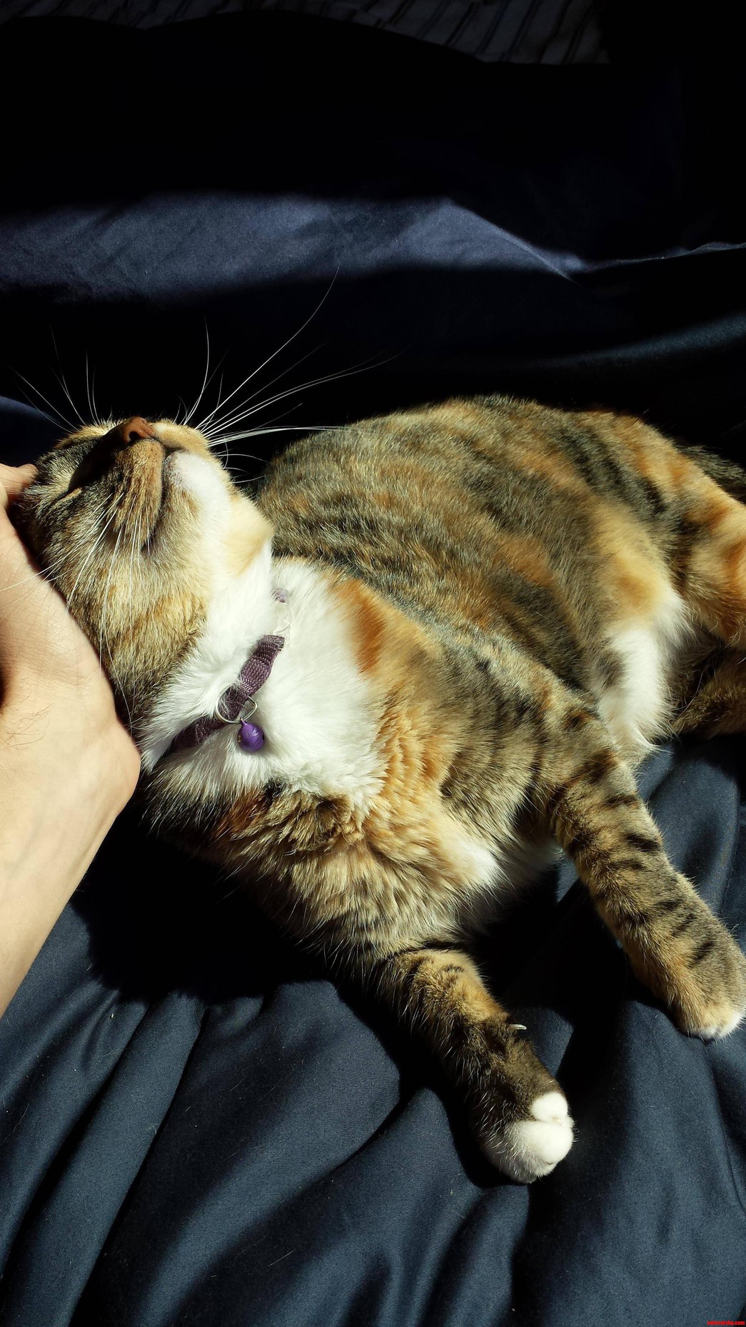 Despite Being Timid She Cant Resist Head Scratches