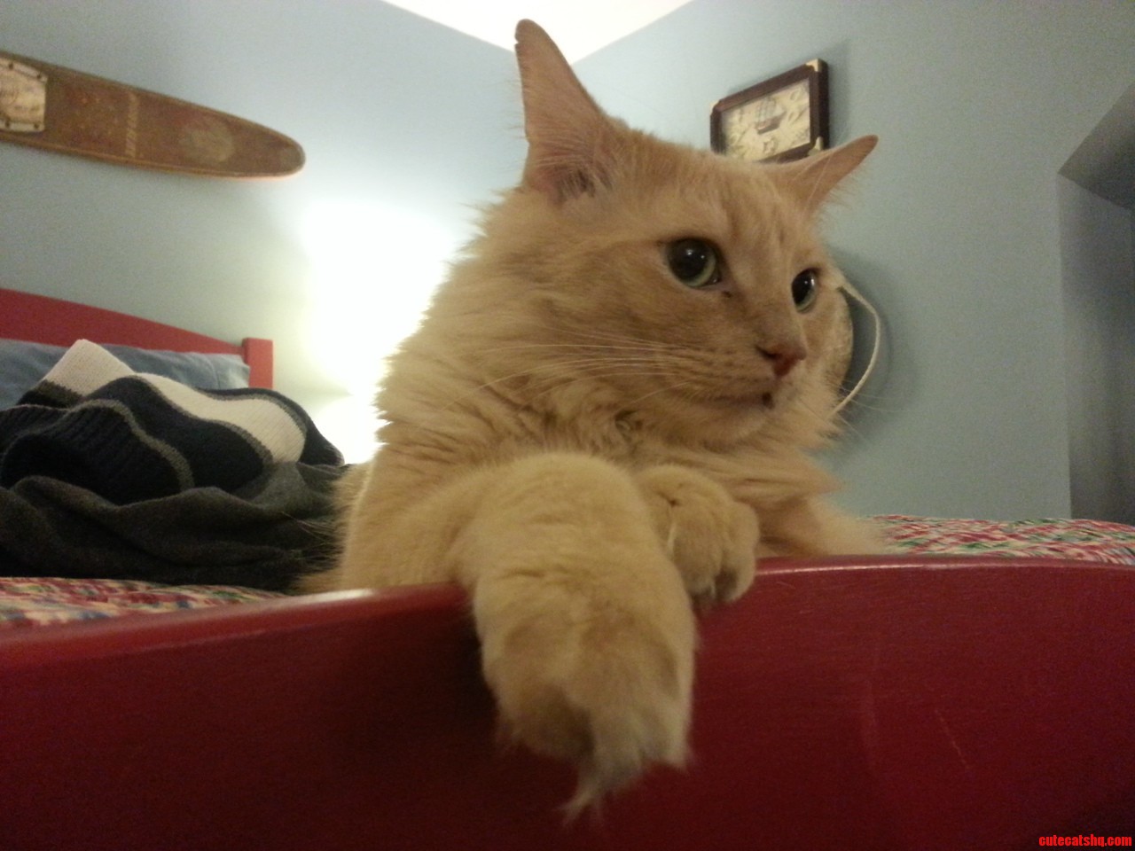 Enjoy This Majestic Beast
