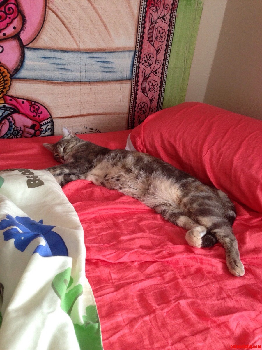Extreme Cat Napping