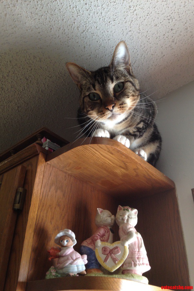 Facetious Rafael Get Down from There