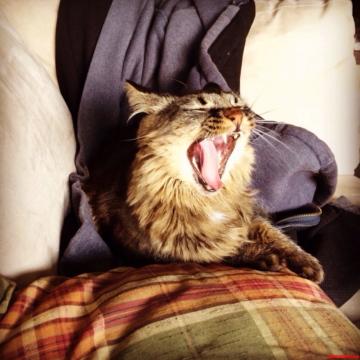 Ferocious