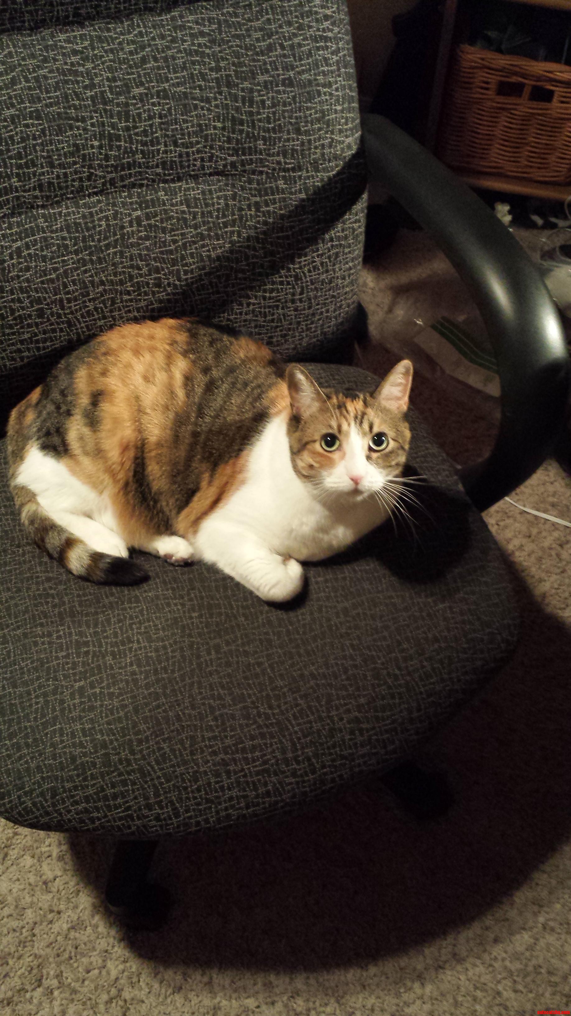 Found This Adorable Bastard in My Chair.