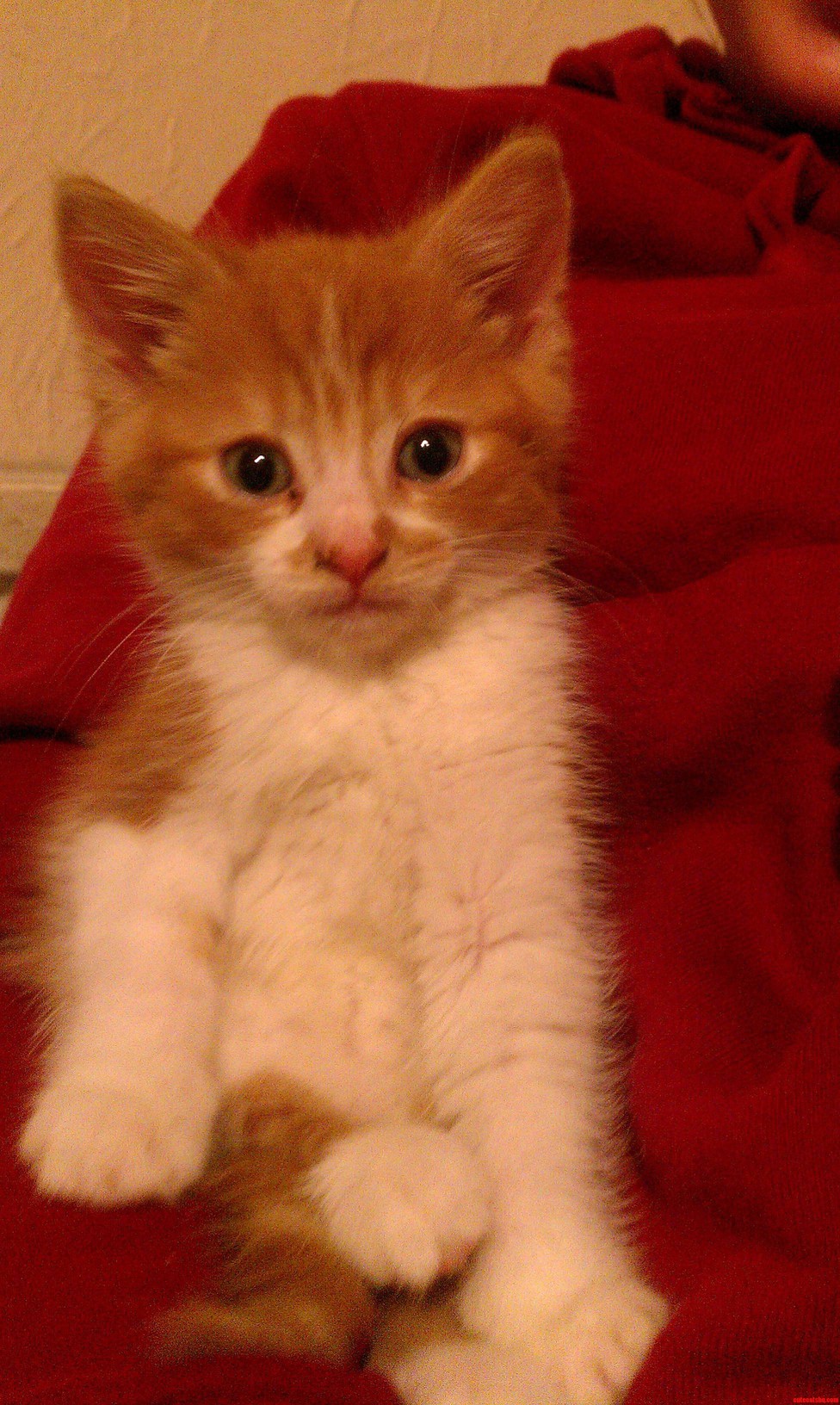 George the Ginger Kitten.